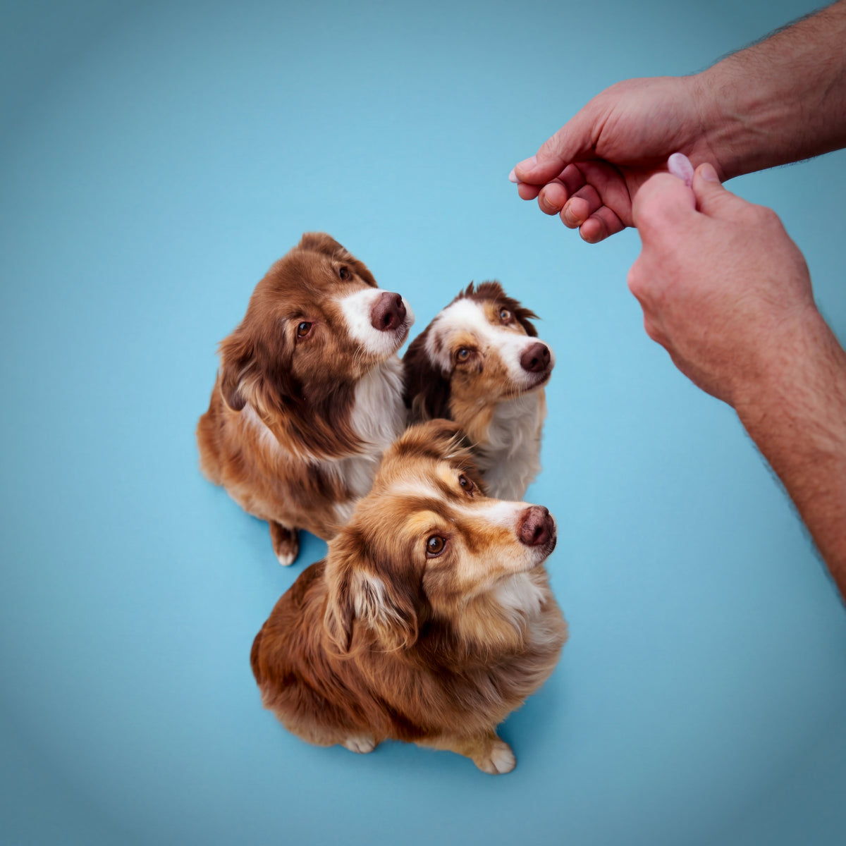 Three dogs looking up at a hand offering a Wiggle Whip Freeze-Dried Dog Ice Cream treat against a blue background