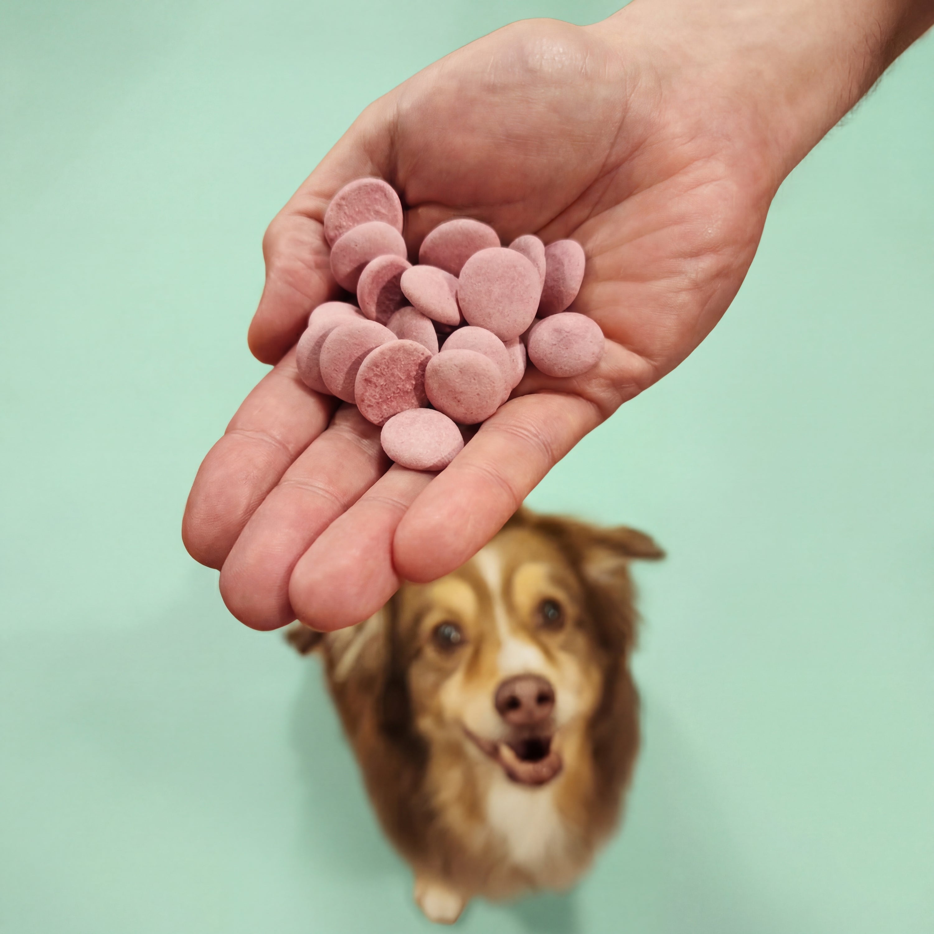 Hand holding Wiggle Whip Freeze-Dried Dog Ice Cream treats with a dog in the background