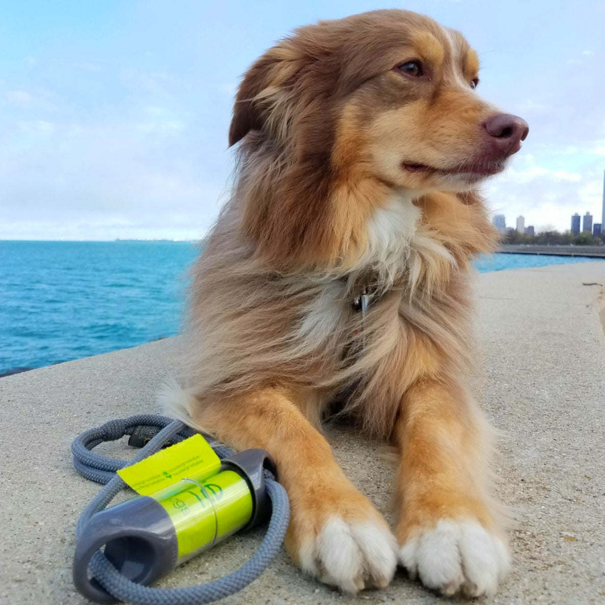 Gray LOOP poop bag holder on a gray leash in front of an Australian Shepperd, with Lake Michigan and Chicago Skyline in the background.#color_gray 