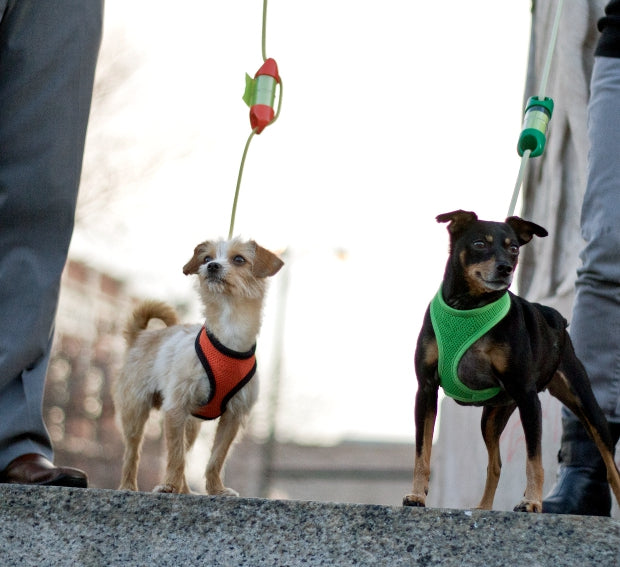 A Min-Pin and Chihuahua Terrier mix enjoy an afternoon walk with a green and orange LOOP for POOP, poop bag holder #color_orange 