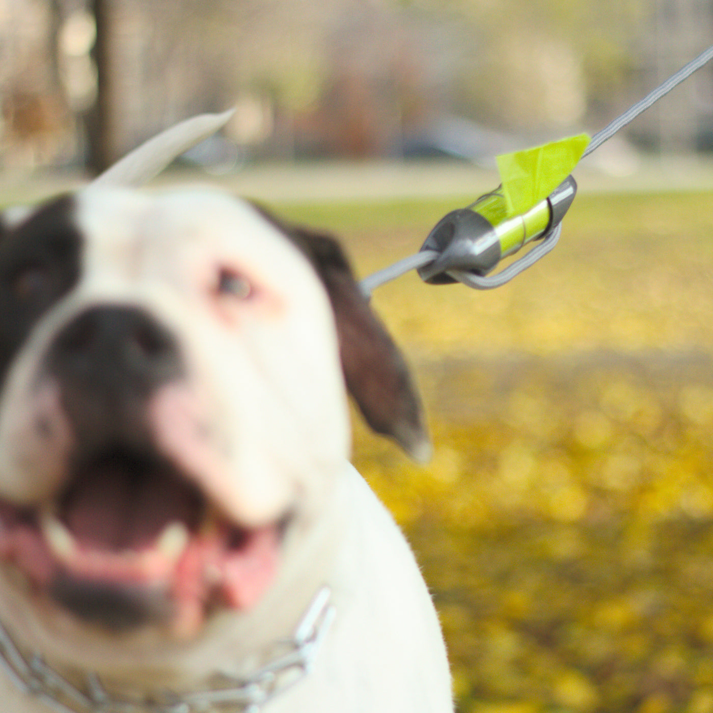 Gray LOOP poop bag holder on a gray leash, with and American Bulldog in the foreground.#color_gray