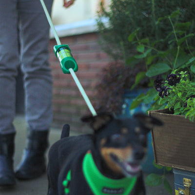 Green LOOP poop bag holder on leash with minpin dog in the foreground and walker in the background.#color_green