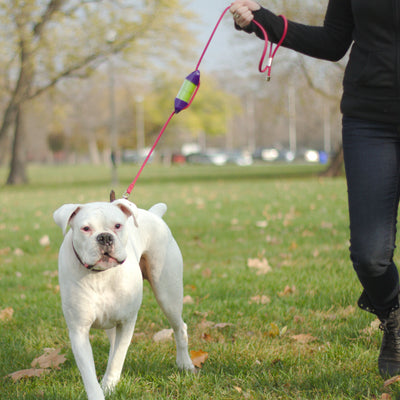 White boxer dog being walked by dog walker holding a pink leash with a purple LOOP  poop bag holder.#color_purple